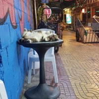 Ap (@apbenn) 's Twitter Profile