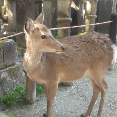 MemeMim78592687's profile picture. 大学生、高校生、中学生の3人の母。ドラッグストアで医薬品登録販売者してます。シングルマザーライフを謳歌中。コメ、フォロー気づくの遅いです💦ごめんなさい🙏