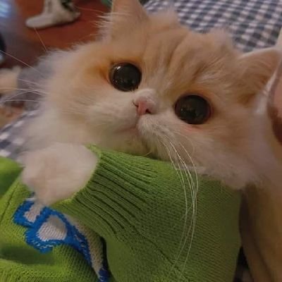 SaraElSaiad21's profile picture. 