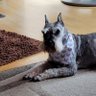 QueeneCheryl's profile picture. Lover of Schnauzers my 2 boys Polo & Scotty. Our sweet Polo, RIP 12/2020🌈. My other passions are golf and gardening. #SchnauzerGang