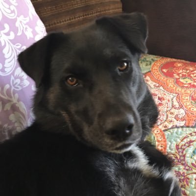 jduree2010's profile picture. Dog mom, foster-failure wannabe, dog rescue supporter. Gone to the dogs!