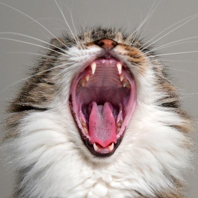 tgmasuka's profile picture. 