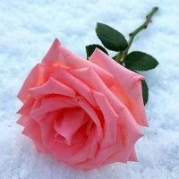 خطابه زواج (@hnan_alkhtabh) 's Twitter Profile