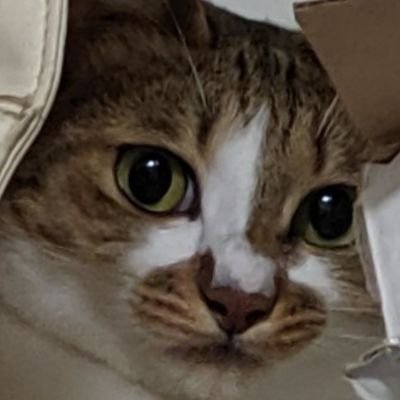 N4nIOoRyX0u7GYT's profile picture. 