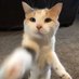 fatfatmillycat (@fatfatmillycat) Twitter profile photo fatfatmillycat (@fatfatmillycat) Twitter profile photo
