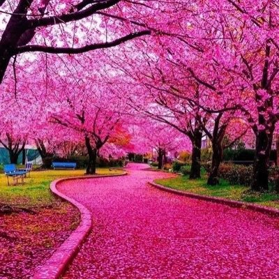 Sadafsid15's profile picture. 