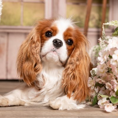 bethnerdasaurus's profile picture. 🤓🏳️‍🌈🦮😻😻🤷‍♀️