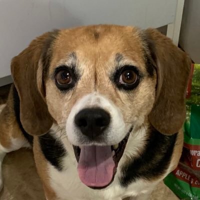 Born March.5/15-Just a Beagle from Kamloops,BC.I love my chuckit ball, its my most favourite thing in the world! Arooooooo #beagle #beaglesoftwitter #beaglelife