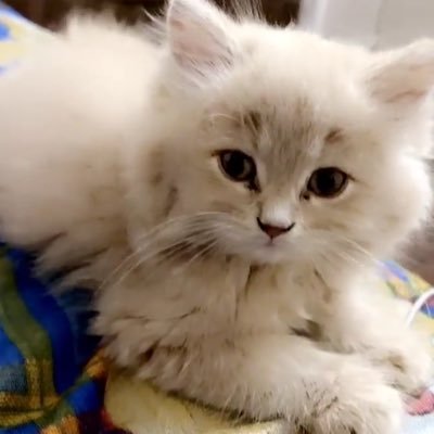 MediaEmphasis's profile picture. You can DM for your graphic work