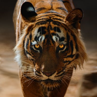 The official Twitter account for the award winning documentary Tiger 24.