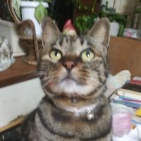 川村和子 (@yukimura1939) 's Twitter Profile