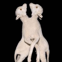 ๐ฉน๐ (@tw0lambs) 's Twitter Profile Photo ๐ฉน๐ (@tw0lambs) 's Twitter Profile Photo