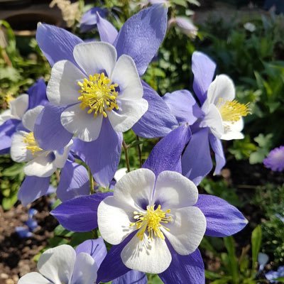 Follow おだまき そら S Sky Columbine Latest Tweets Twitter Follow おだまき そら S Sky Columbine Latest Tweets Twitter