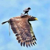 crypto ( meme coin ) (@vipinku36476638) 's Twitter Profile