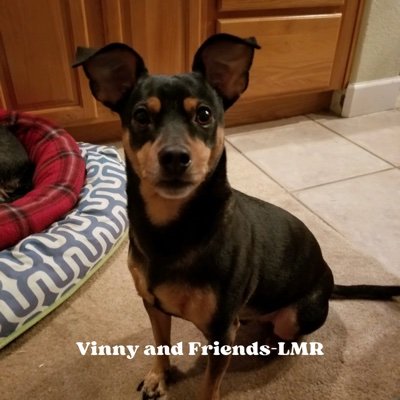 Cute Dogs & Puppies, Cute Animals & other Animal Friends of Vinny, Funny Dog Video, Cute Dog Videos, Cute Animals