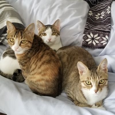 保護猫ちゃんと生活をしながら、保育士として頑張っています!
大変ですが毎日癒され幸せな日々を送っています☺️
もし、お猫様にプレゼント頂ければ幸いです🙇
https://t.co/QDLJuC1W11