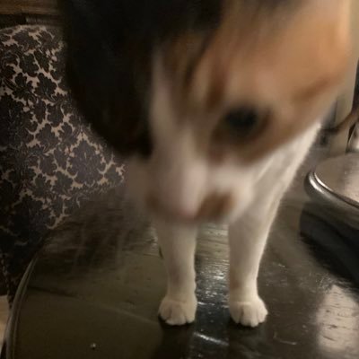 sophiaCandle18's profile picture. adventurer :P