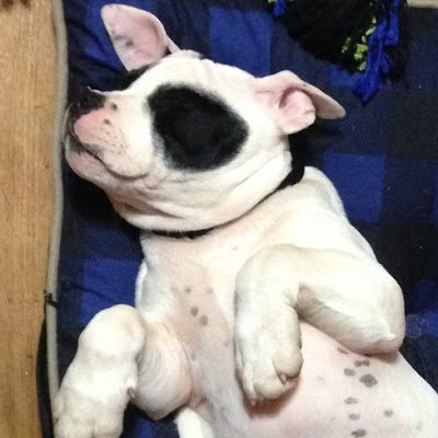 SongMedea's profile picture. He/Him usually but they/them and she/her are acceptable