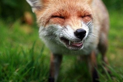 Mjaukalo's profile picture. 