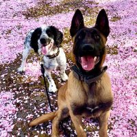 PD Bozzie GPD & PD Eric Drugs Dog(@AdieBtin) 's Twitter Profile Photo