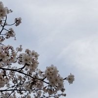 綯う (@nau_idea) 's Twitter Profile
