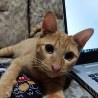 Chanannath (@chanannath2) 's Twitter Profile