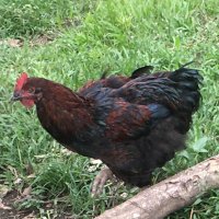 Potchwi (@kollierb) 's Twitter Profile