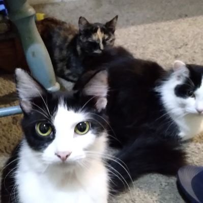 Love ❤️❤️❤️😘 animal cats live in Waterbury Connecticut have four kids