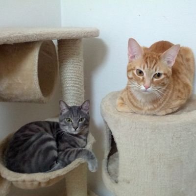 yuuta20130222's profile picture. 記事に対する自分の考えを書いてく垢。
言葉使いは・・・その時の気分で。

多分、保守思想。
けど一度この国は国家運営を根本的に見直さないと駄目だとは思ってる。