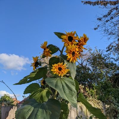 toonhil's profile picture. SLE, Teaching & Learning, LP