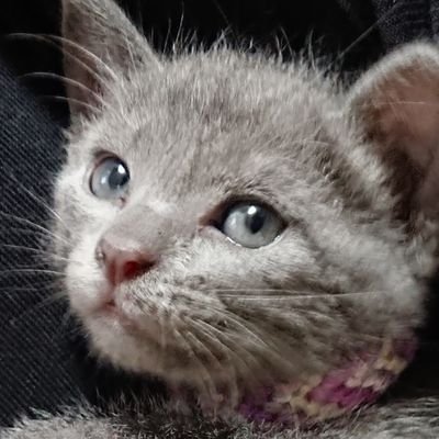 2022/4/23おうちに来ました🐱 らむちゃんの成長日記🍭 保護猫ミックスの男の子🍼 キャティーマン(@cattymancam)第2期ニャンバサダー✨LINEスタンプ→https://t.co/L0Aw41lrSG🐾無断転載禁止🙅♂️