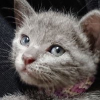 らむ🐱 (@sam_amu_ram) 's Twitter Profile
