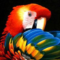Chapeau Dansant (@dansantchapeau) 's Twitter Profile