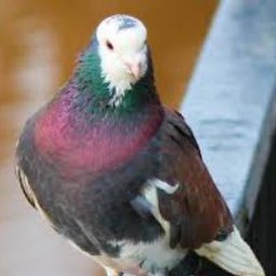 Pemphigus12's profile picture. 