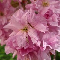 Ardrossan Academy Horticulture (@astragardens) 's Twitter Profile