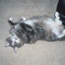 Apple Lewis - @222apple - Twitter