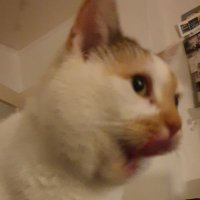 TanGenzTan🏳️🌈 (@tangenztan) 's Twitter Profile