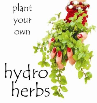 Hydroherbs's profile picture. The Hydro Herbs hydroponic system is a self feeding herb growing unit designed for gardenless homes or complexes.