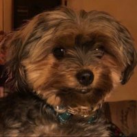 Tyler🏔 (@myo_tyler) 's Twitter Profile Photo Tyler🏔 (@myo_tyler) 's Twitter Profile Photo