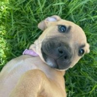 Sarah H (@sarahcanhackit) 's Twitter Profile
