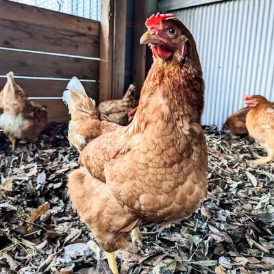 新潟県五泉市で平飼い養鶏しています。