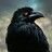 Maythirteenth (@maythirteenth1) Twitter profile photo Maythirteenth (@maythirteenth1) Twitter profile photo
