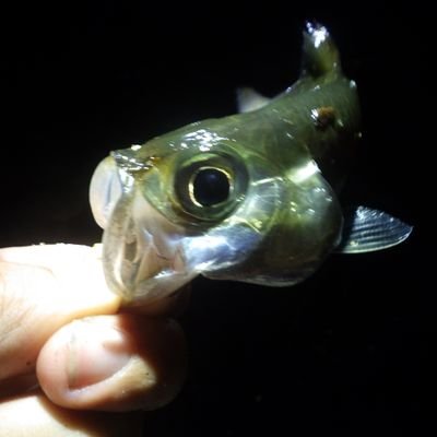 虫屋だか汽水魚屋だか自分でも分からない。
海水魚を汽水で採る縛りプレイ中。
生物分類技能検定2級動物部門 合格
生物分類技能検定2級水圏生物部門 合格
生物分類技能検定2級植物部門 合格
オールラウンダーだから何にも詳しくは無い。