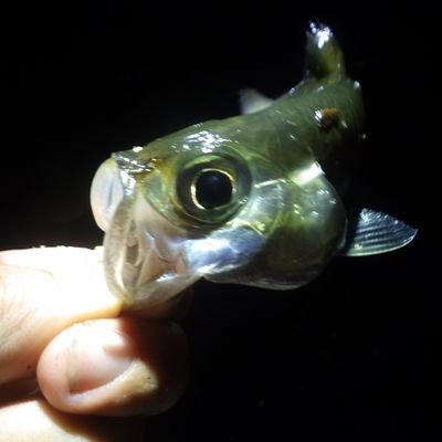 虫屋だか汽水魚屋だか自分でも分からない。
海水魚を汽水で採る縛りプレイ中。

生物分類技能検定2級動物部門 合格
生物分類技能検定2級水圏生物部門 合格
生物分類技能検定2級植物部門 合格

オールラウンダーだから何にも詳しくは無い。