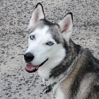 TooMad (@toomad2309) 's Twitter Profile Photo TooMad (@toomad2309) 's Twitter Profile Photo