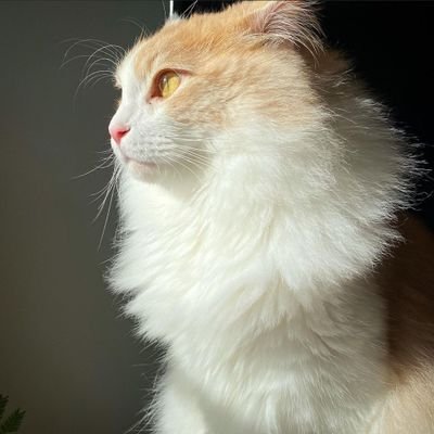 ANISH63651080's profile picture. 