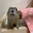 ༄ゴーディー༄のアイコン