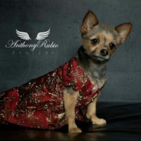 Miley Jo the Chorkie - Model / Talent(@Mileyjodogmodel) 's Twitter Profile Photo