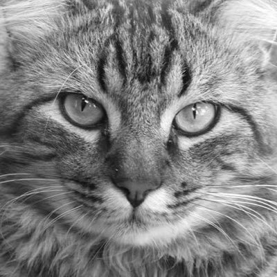 APENAS gatos, pq gatos são tudo de bom e a coisa mais lindinha q existe. qualquer coisinha pergunta aí pq somos muito amorosas...
manda foto do seu mimi aí