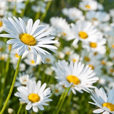 Jirapho77192566's profile picture. 